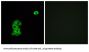 Olfactory Receptor Family 4 Subfamily C Member 6 (OR4C6) Antibody