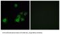 Olfactory Receptor Family 4 Subfamily C Member 15 (OR4C15) Antibody