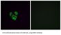 Olfactory Receptor Family 4 Subfamily F Member 4 (OR4F4) Antibody