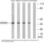 Olfactory Receptor Family 6 Subfamily S Member 1 (OR6S1) Antibody