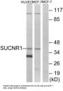 Succinate Receptor 1 (SUCNR1) Antibody
