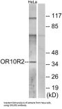 Olfactory Receptor Family 10 Subfamily R Member 2 (OR10R2) Antibody