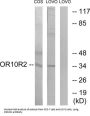 Olfactory Receptor 10S1 (OR10S1) Antibody