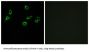 Olfactory Receptor 10S1 (OR10S1) Antibody