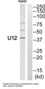 G-Protein Coupled Receptor Homolog U12 (U12) Antibody