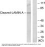 Lamin A Cleaved-Asp230 (LMNA Cleaved-D230) Antibody