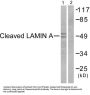 Lamin A Cleaved-Asp230 (LMNA Cleaved-D230) Antibody