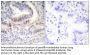 Lamin A Cleaved-Asp230 (LMNA Cleaved-D230) Antibody