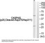 Caspase 4/5 Subunit p20 Cleaved-Asp270 / Asp311 (CASP4/5 p20 Cleaved-D270/D311) Antibody