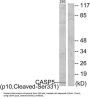 Caspase 5 Subunit p10 Cleaved-Ser331 (CASP5 p10 Cleaved-S331) Antibody