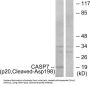Caspase 7 Subunit p20 Cleaved-Asp198 (CASP7 p20 Cleaved-D198) Antibody