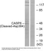 Caspase 8 Cleaved-Asp384 (CASP8 Cleaved-D384) Antibody