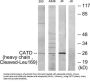 Cathepsin D Cleaved-Leu169 Heavy Chain (CTSD Cleaved-Leu169) Antibody
