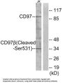 CD97 Antigen Subunit Beta Cleaved-Ser531 (ADGRE5 Cleaved-S531) Antibody