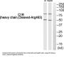 Complement C1R Subcomponent Cleaved-Arg463 Heavy Chain (C1R Cleaved-R463) Antibody