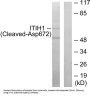 Inter Alpha-Globulin Inhibitor H1 Cleaved-Asp672 (ITIH1 Cleaved-D672) Antibody