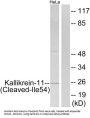 Kallikrein 11 Cleaved-Ile54 (KLK11 Cleaved-I54) Antibody