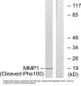 Matrix Metalloproteinase 1 Cleaved-Phe100 (MMP1 Cleaved-F100) Antibody
