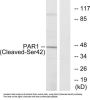 Protease Activated Receptor 1 Cleaved-Ser42 (PAR1 Cleaved-S42) Antibody