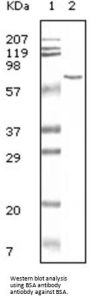 Bovine Serum Albumin (BSA) Antibody