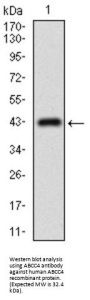 Multidrug Resistance-Associated Protein 4 (ABCC4) Antibody