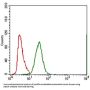 Multidrug Resistance-Associated Protein 4 (ABCC4) Antibody