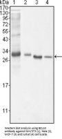 B-Cell Lymphoma/leukemia 10 (BCL10) Antibody
