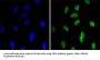 Chromobox Protein Homolog 1 (CBX1) Antibody