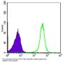 Chromobox Protein Homolog 1 (CBX1) Antibody