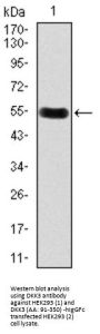 Dickkopf-Related Protein 3 (DKK3) Antibody