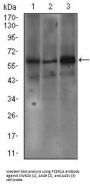 Fc Fragment of IgE, High Affinity I, Receptor (FCER1A) Antibody
