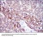 Fibrinogen Gamma (FGG) Antibody