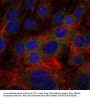 Fibrinogen Gamma (FGG) Antibody