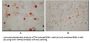 KSHV ORF62 Antibody