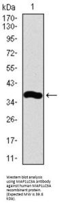Microtubule-Associated Proteins 1A/1B Light Chain 3A (MAP1LC3A) Antibody