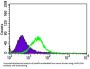 Microtubule-Associated Proteins 1A/1B Light Chain 3A (MAP1LC3A) Antibody