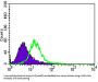 Microtubule-Associated Proteins 1A/1B Light Chain 3A (MAP1LC3A) Antibody