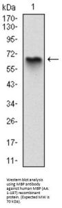 Myelin Basic Protein (MBP) Antibody