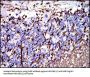 Myelin Basic Protein (MBP) Antibody