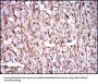 Myelin Basic Protein (MBP) Antibody