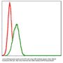 Myelin Basic Protein (MBP) Antibody