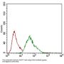 Melanoma Cell Adhesion Molecule (MCAM) Antibody