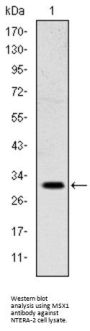 Homeobox Protein MSX-1 (MSX1) Antibody