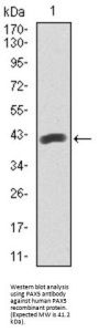 Paired Box Protein Pax-5 (PAX5) Antibody