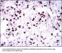 Paired Box Protein Pax-5 (PAX5) Antibody