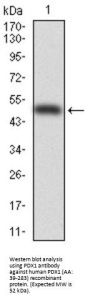 Pancreas/duodenum Homeobox Protein 1 (PDX1) Antibody