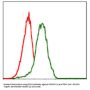 Pancreas/duodenum Homeobox Protein 1 (PDX1) Antibody