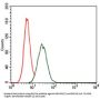 Ras-Related Protein Rap-1A (RAP1A) Antibody