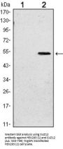 Polycomb Protein SUZ12 (SUZ12) Antibody