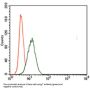T-Box Transcription Factor T (TBXT) Antibody
